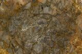 Colorful Petrified Wood (Araucaria) Round - Madagascar #325570-1